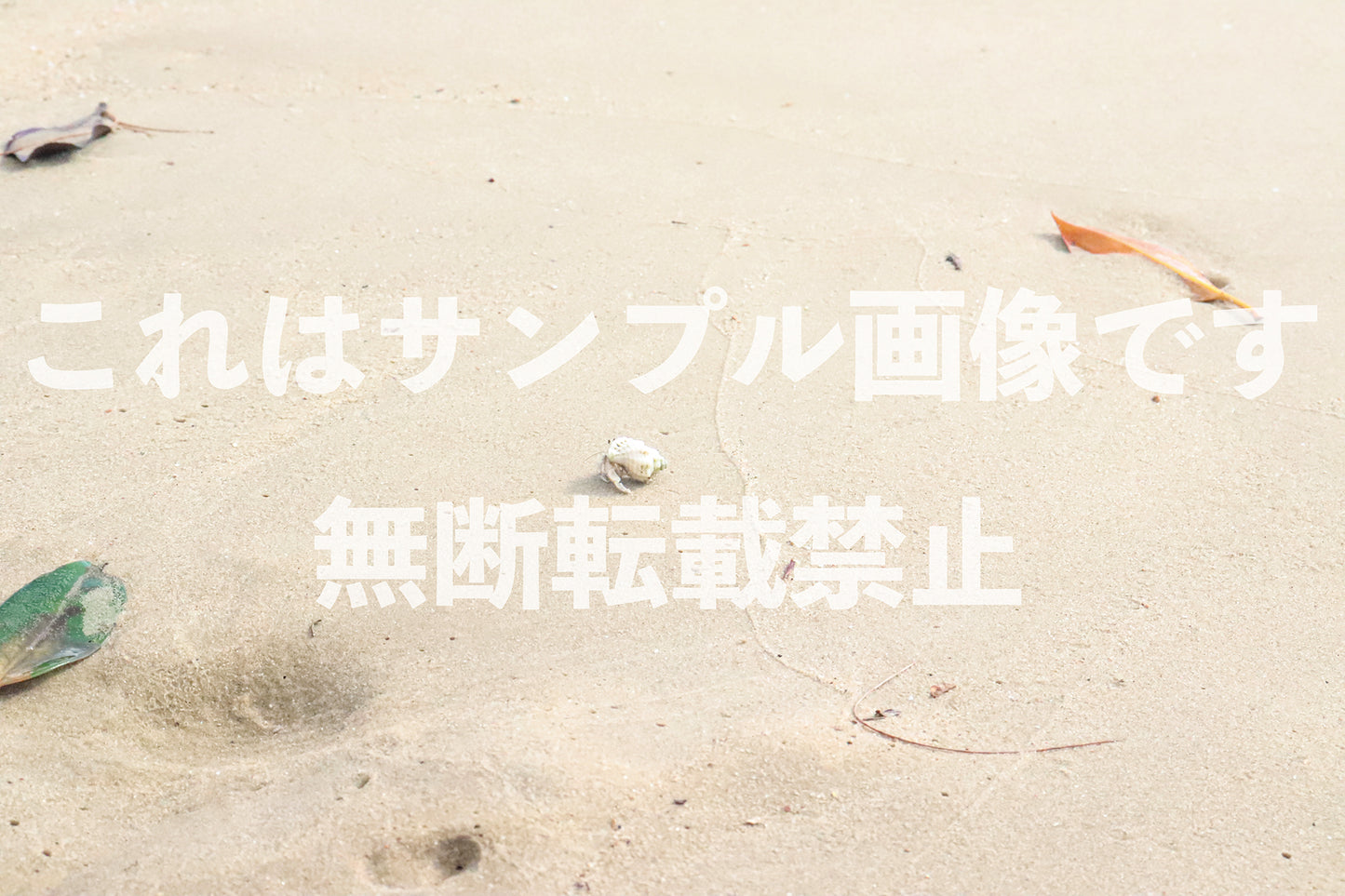 砂浜のヤドカリ_1