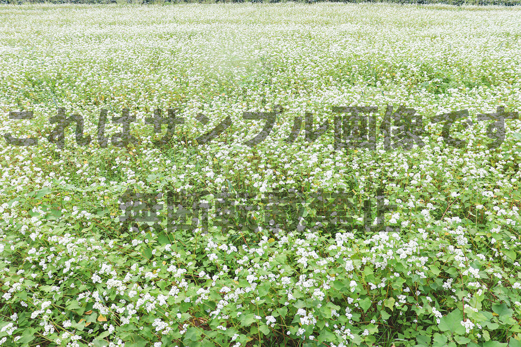 そばの花畑_2