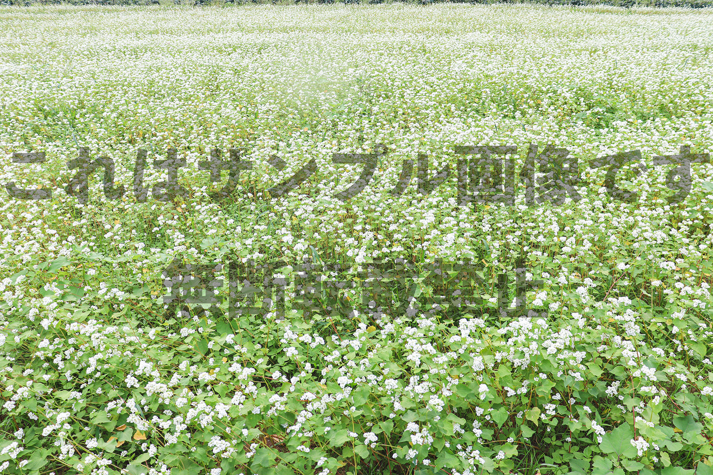 そばの花畑_2