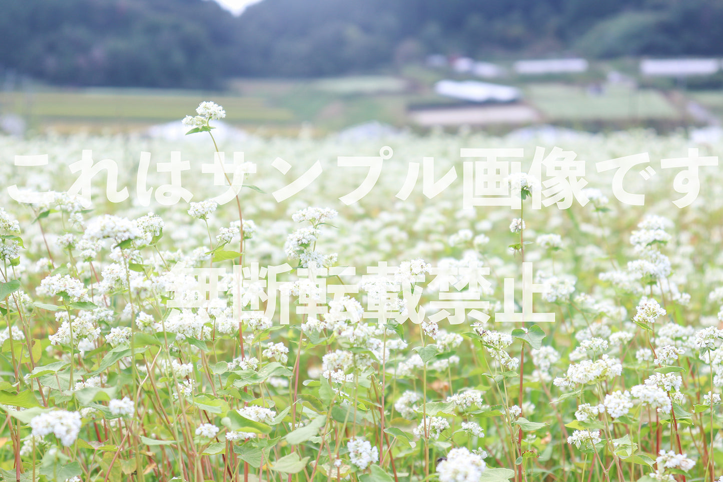 そばの花畑_4