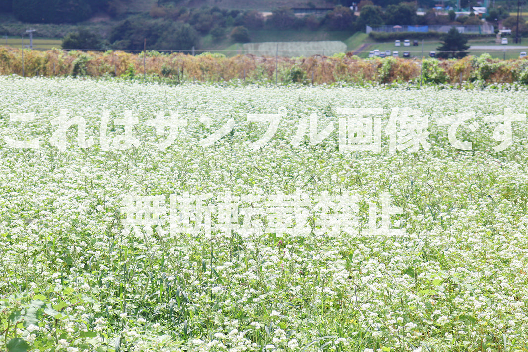 そばの花畑_5