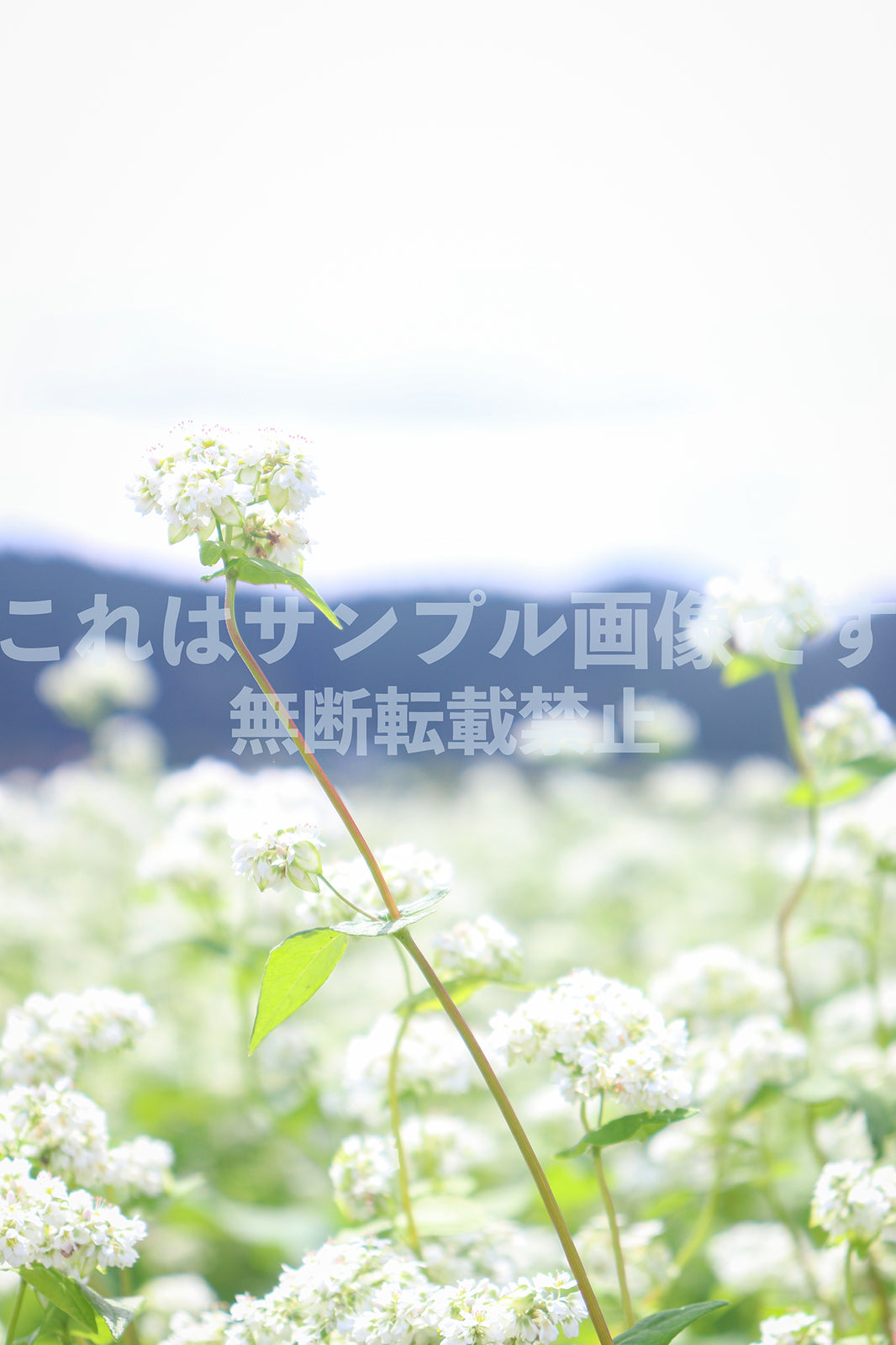 そばの花_1