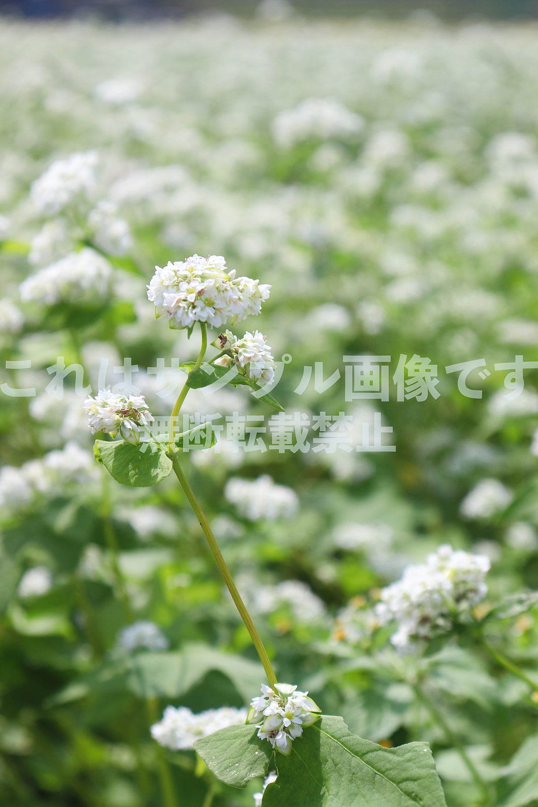 そばの花_3
