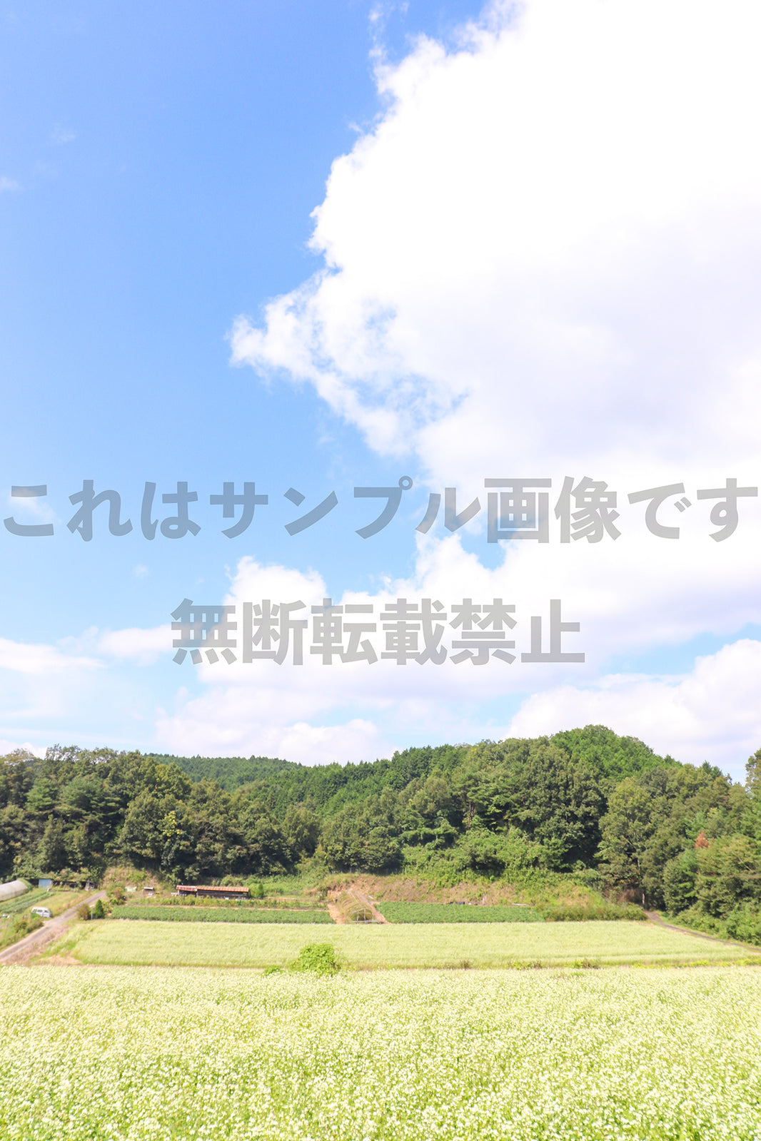 そばの花畑_6