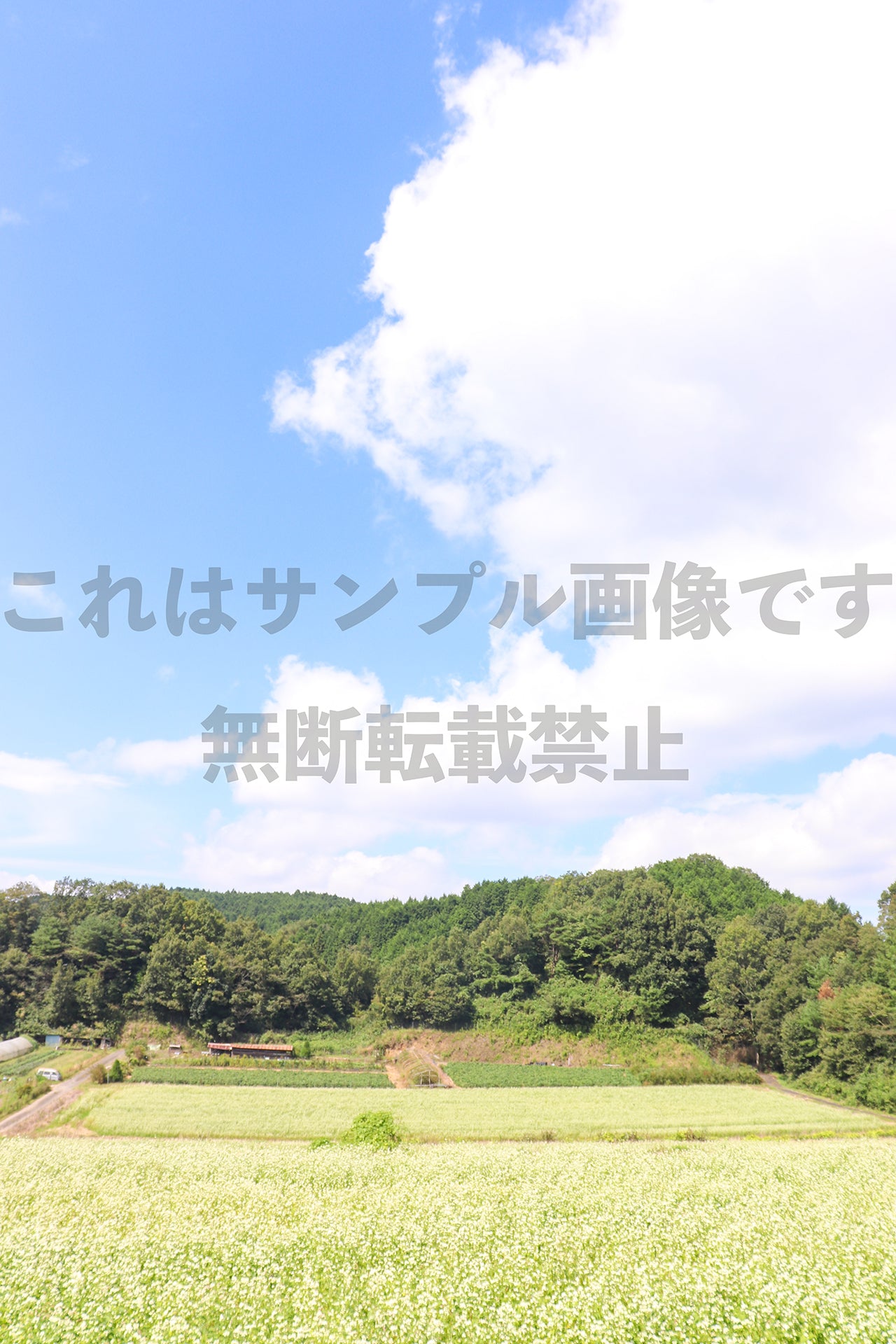 そばの花畑_6