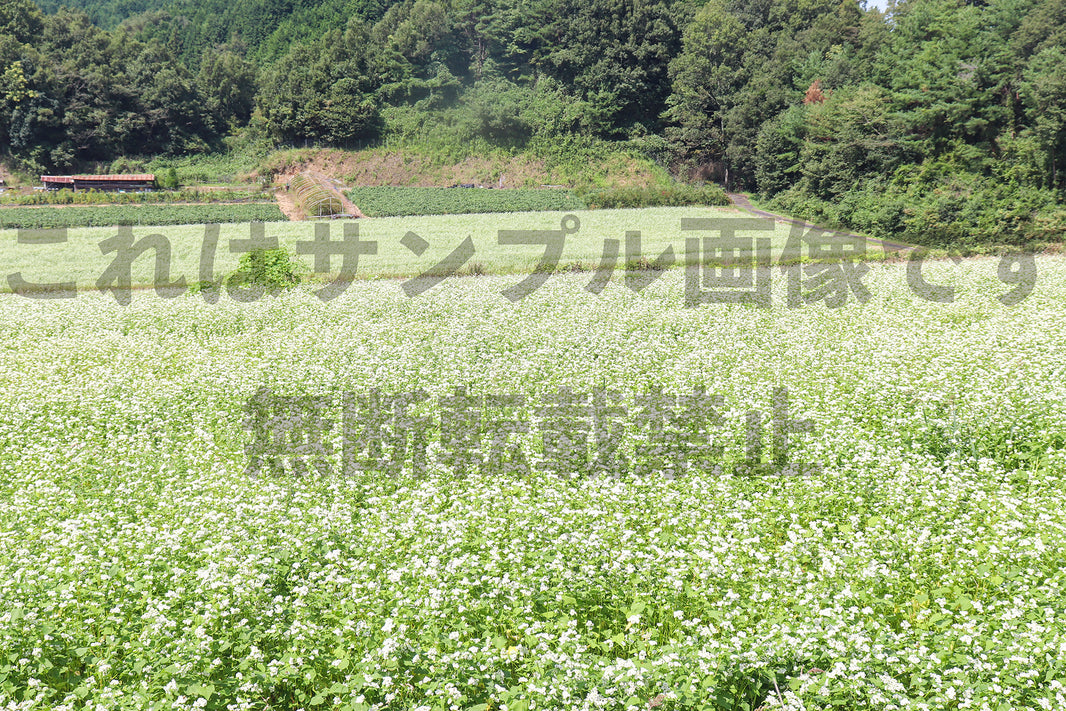 そばの花畑_7