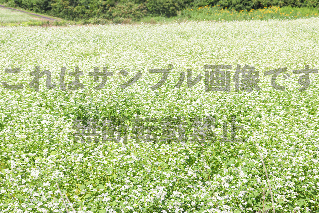 そばの花畑_8