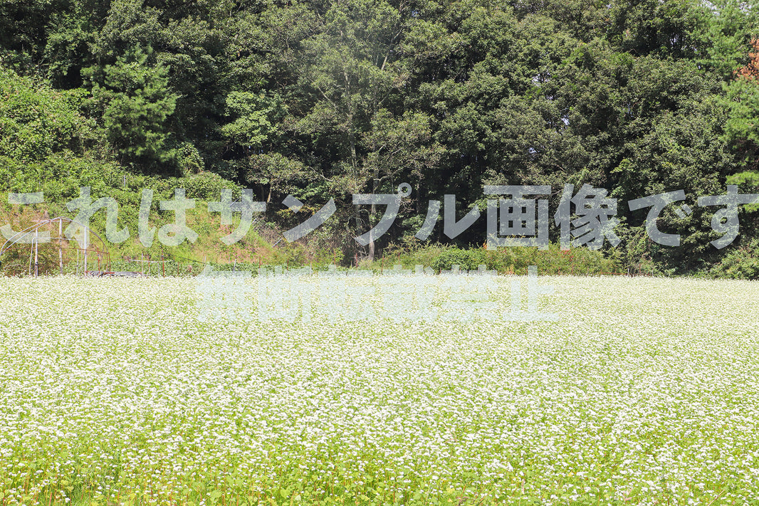 そばの花畑_1