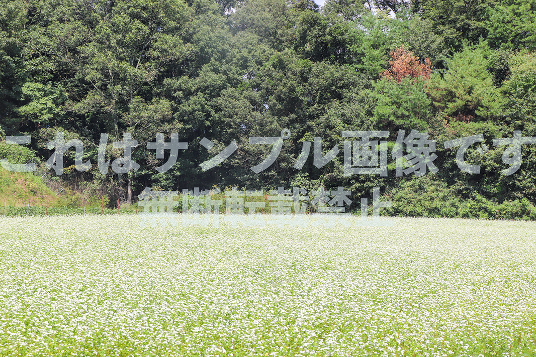 そばの花畑_9