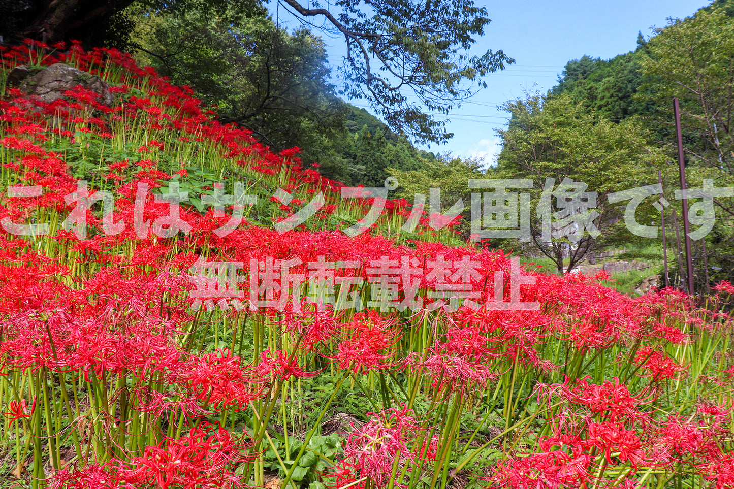 Red spider lily_1