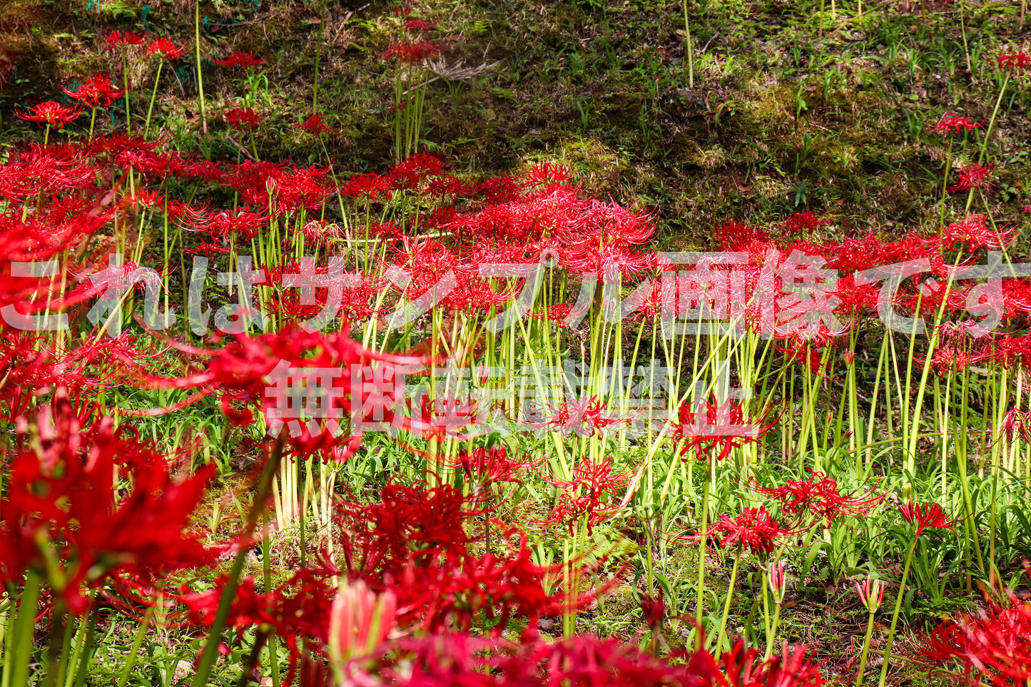 Red spider lily_1