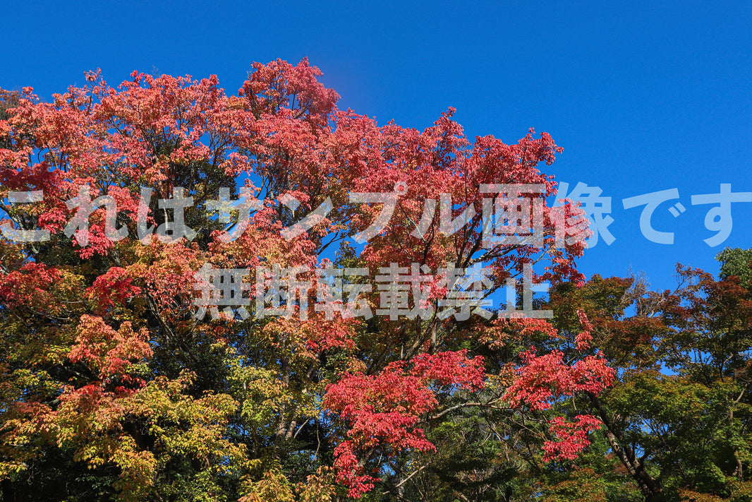 紅葉と青空_7
