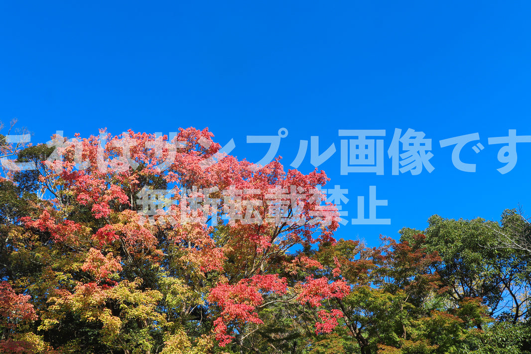 紅葉と青空_8