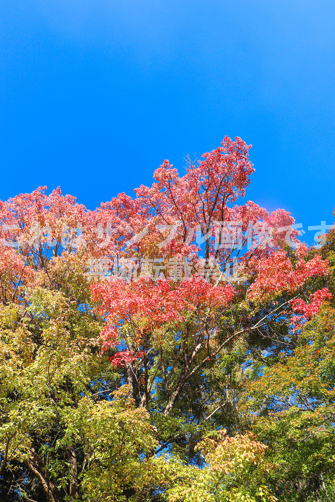 紅葉と青空_9