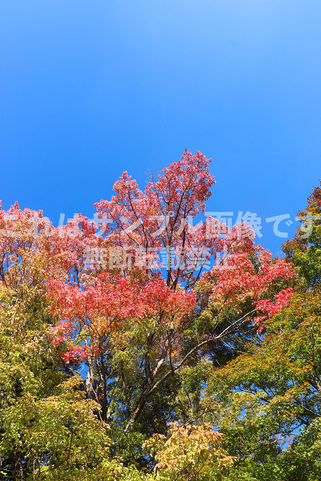 紅葉と青空_10