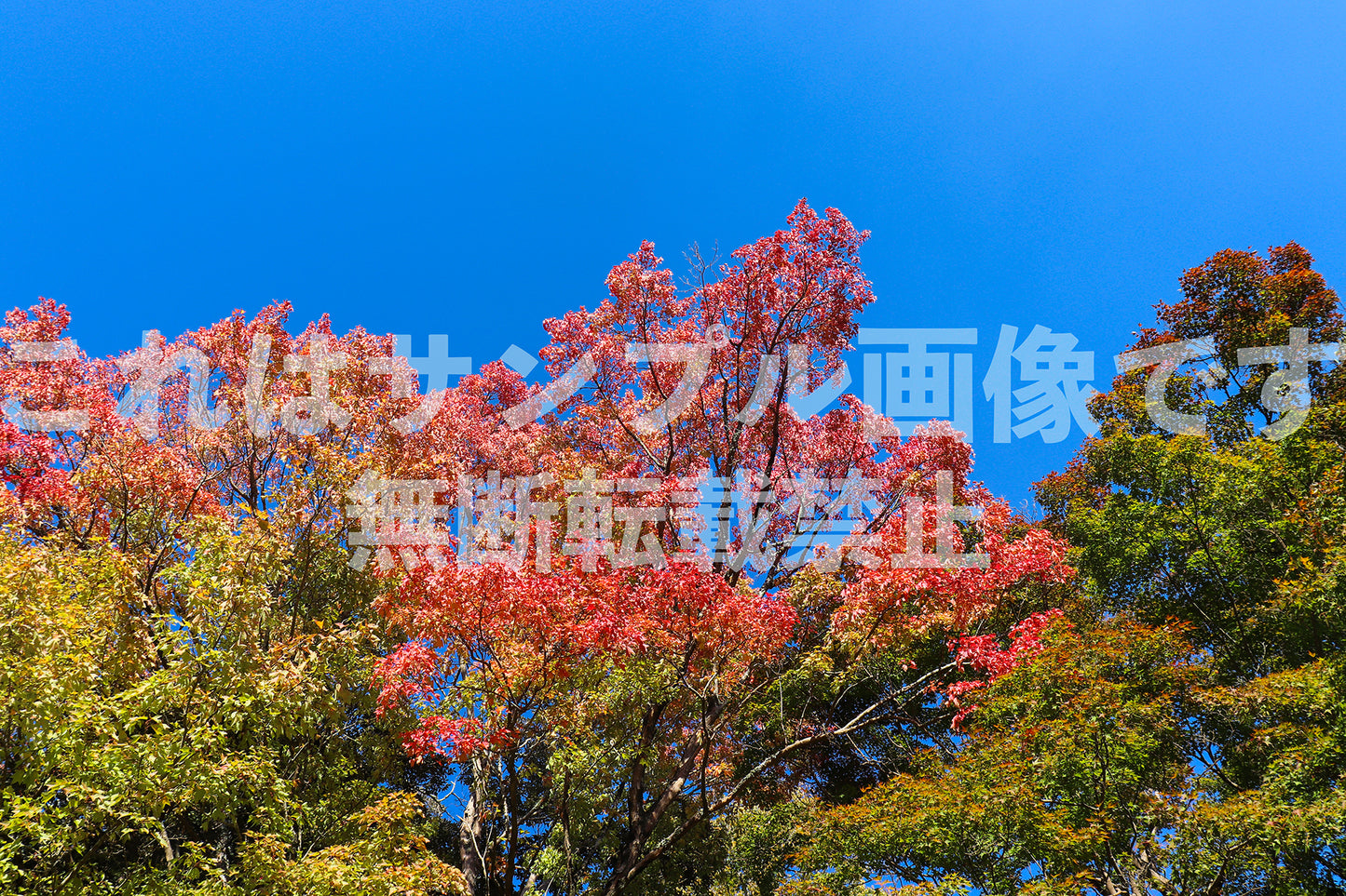 紅葉と青空_11