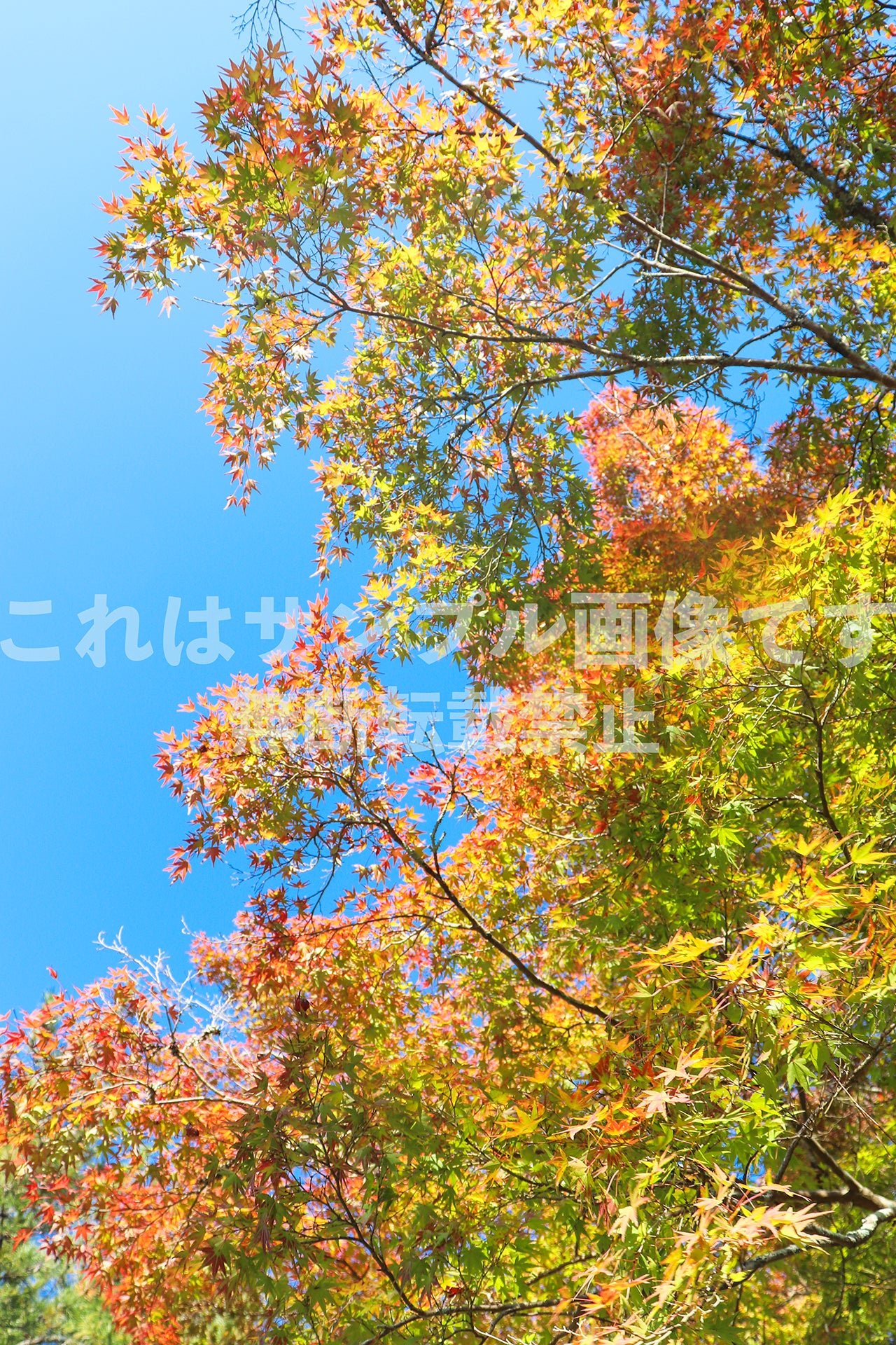 紅葉と青空_12