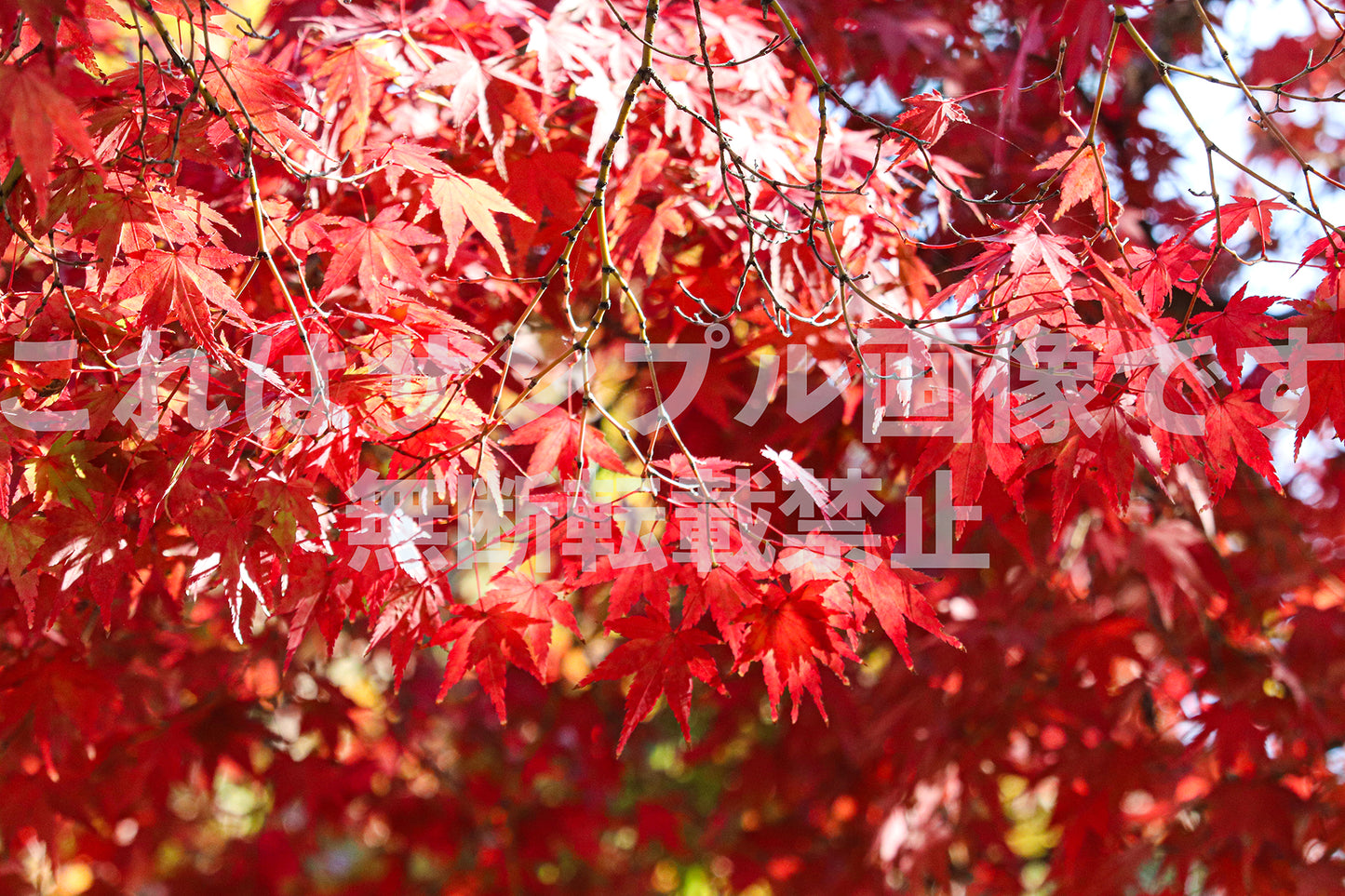 紅葉_12