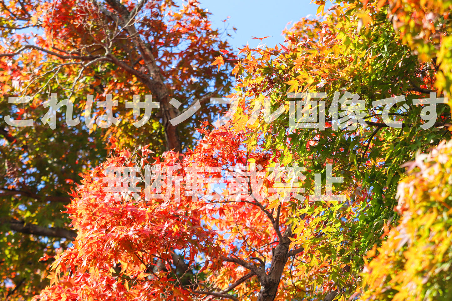 紅葉_13
