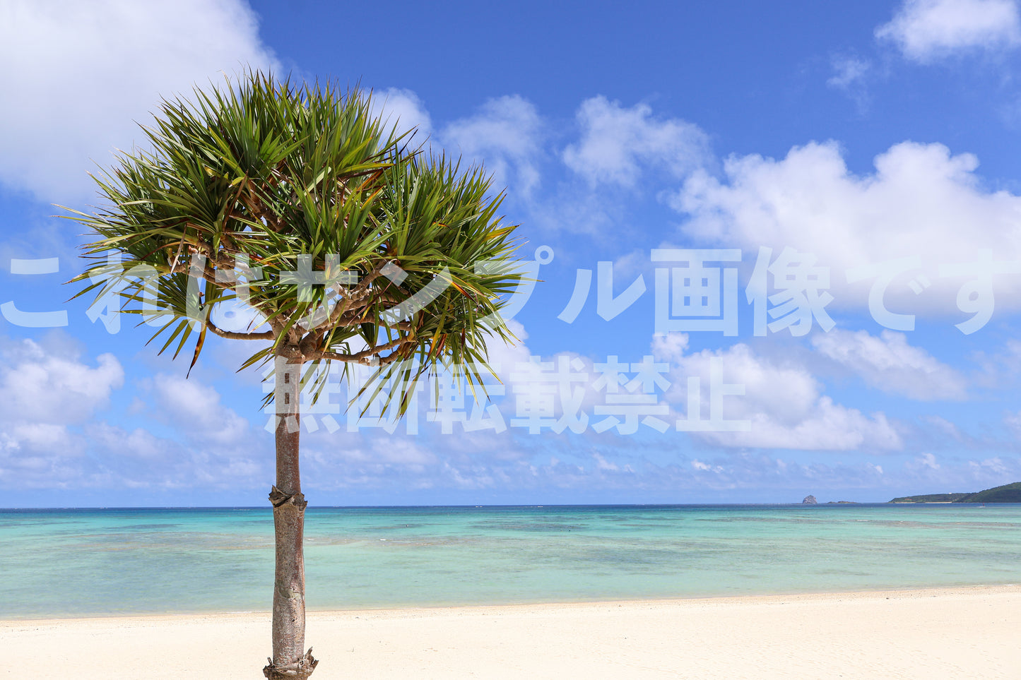 南国の海とアダン_1