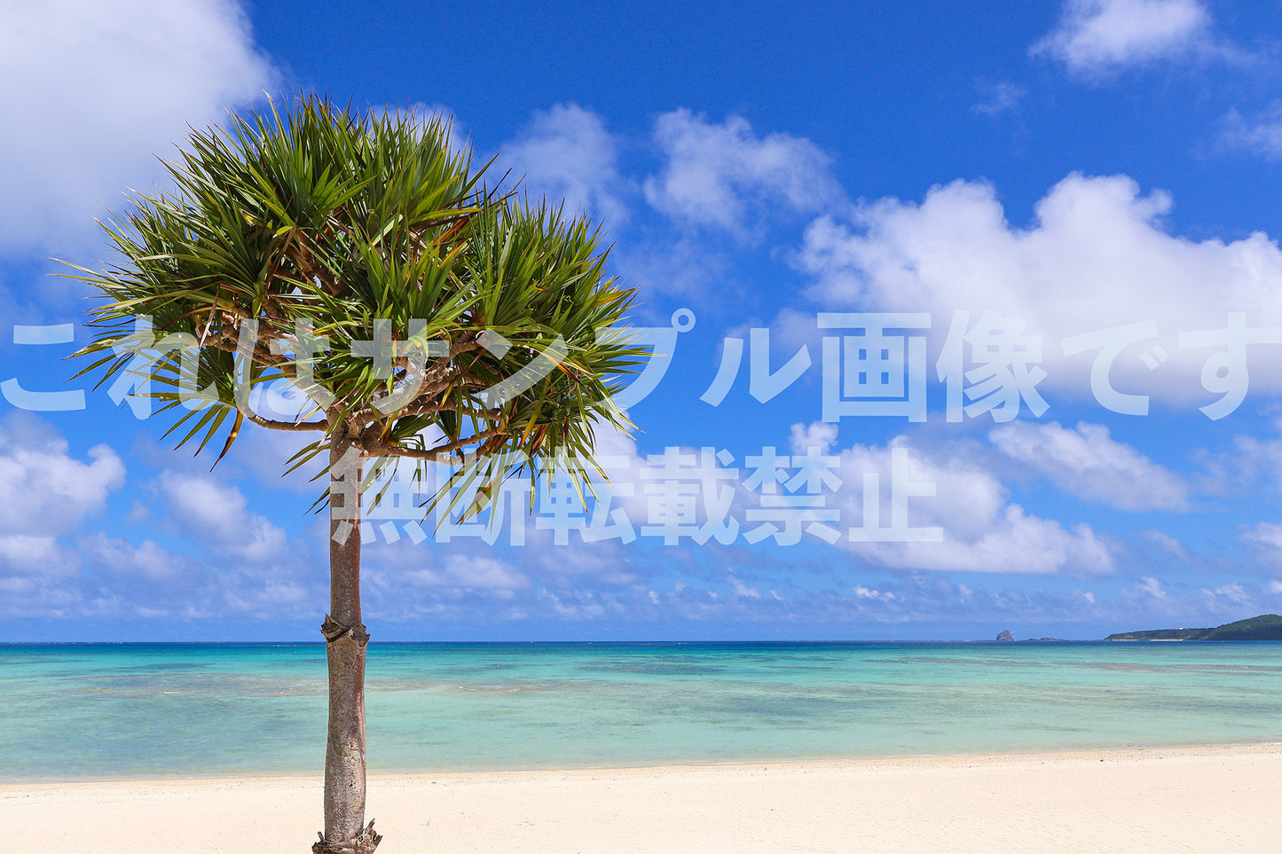 南国の海とアダン_4