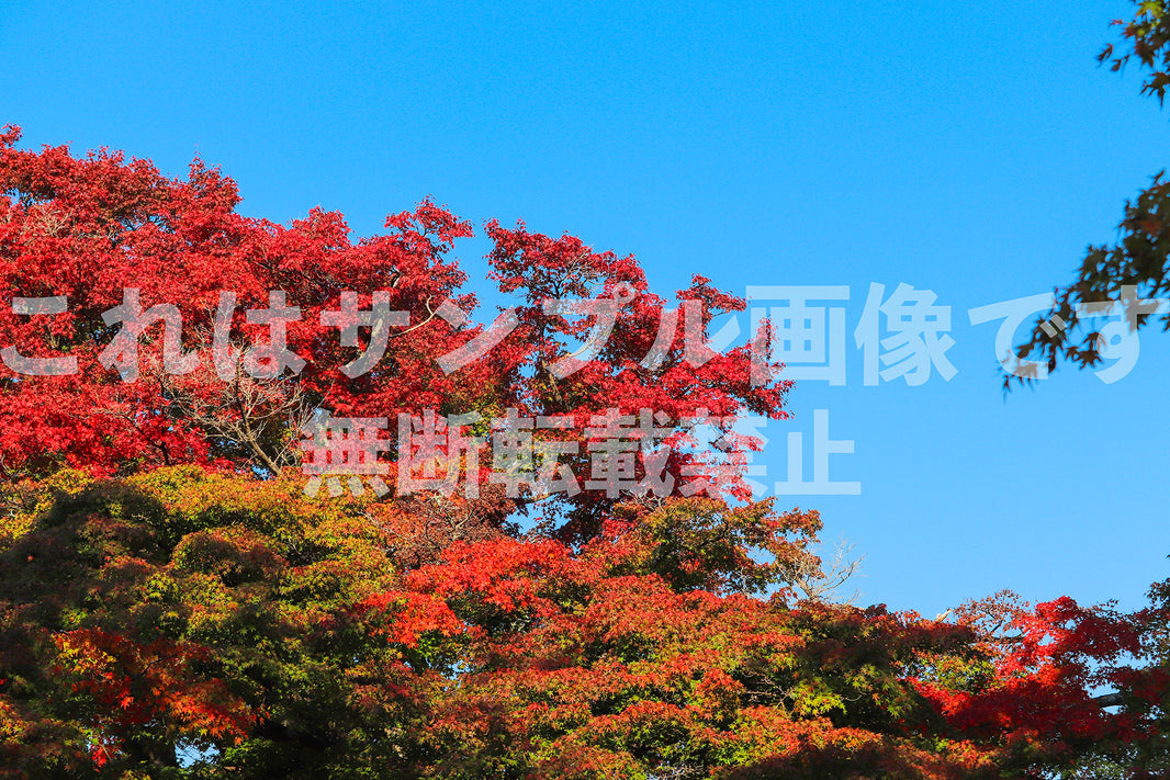 紅葉と青空_6