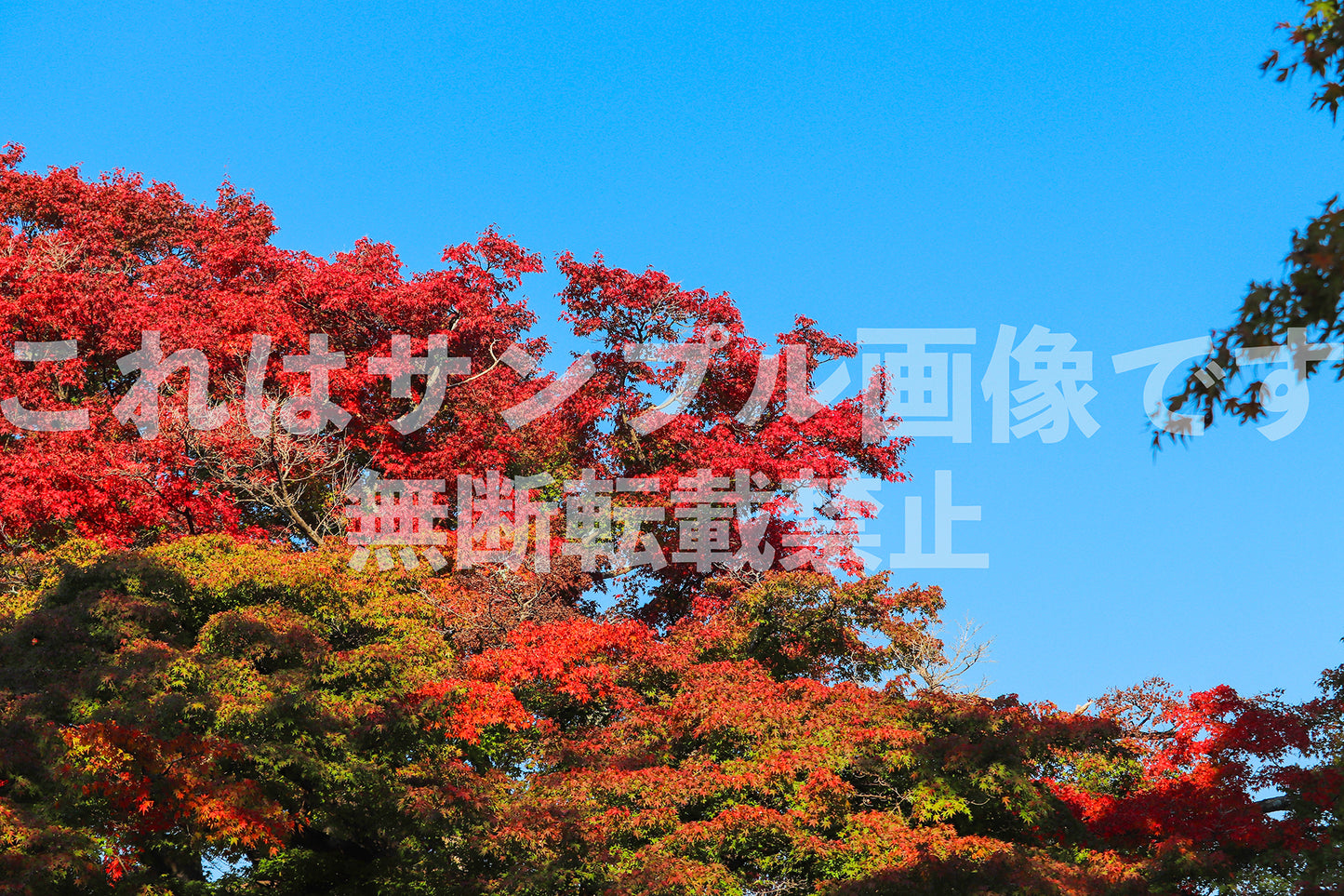 Autumn leaves and blue sky_6