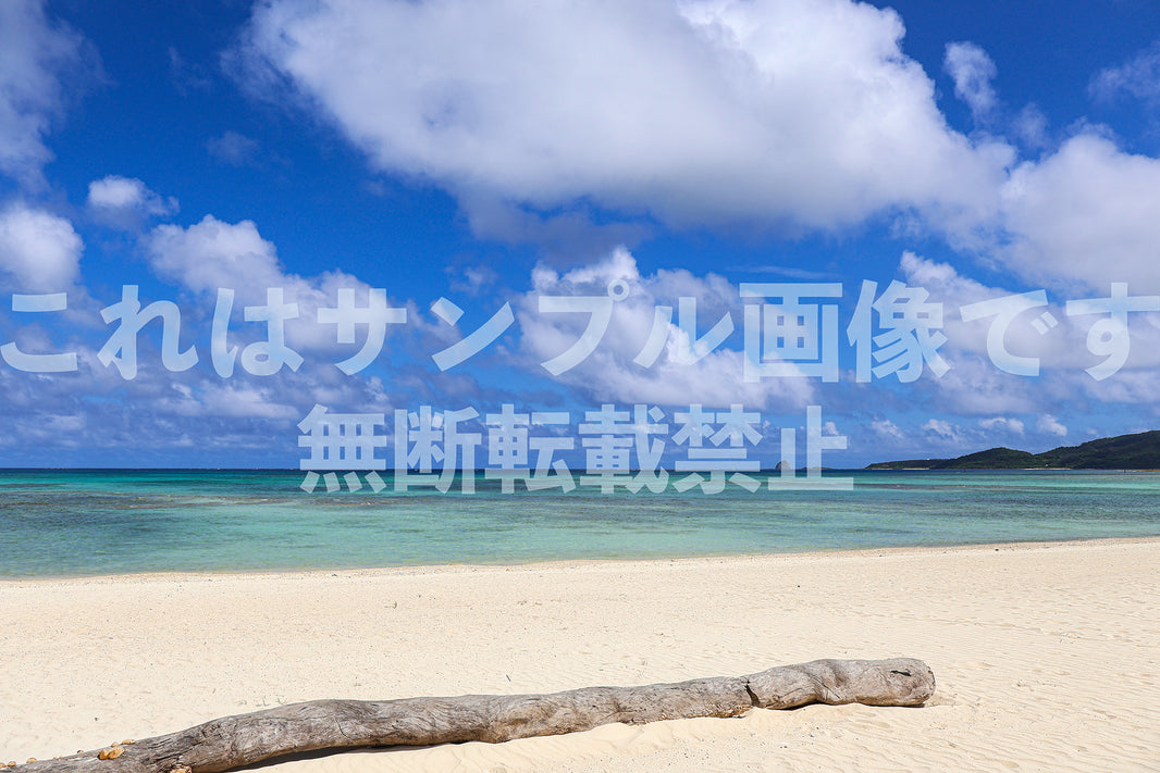 ビーチの流木_1