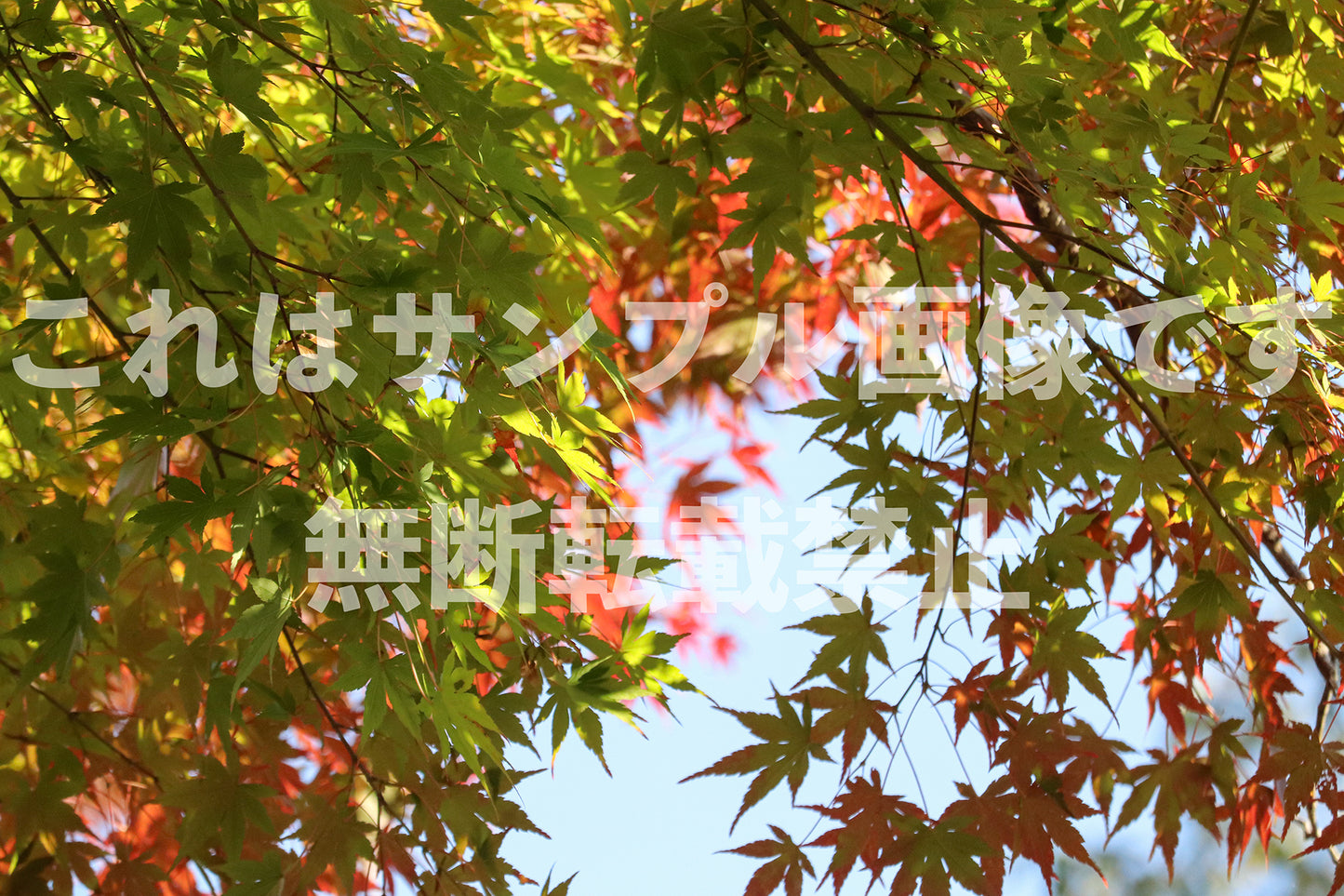 紅葉_15