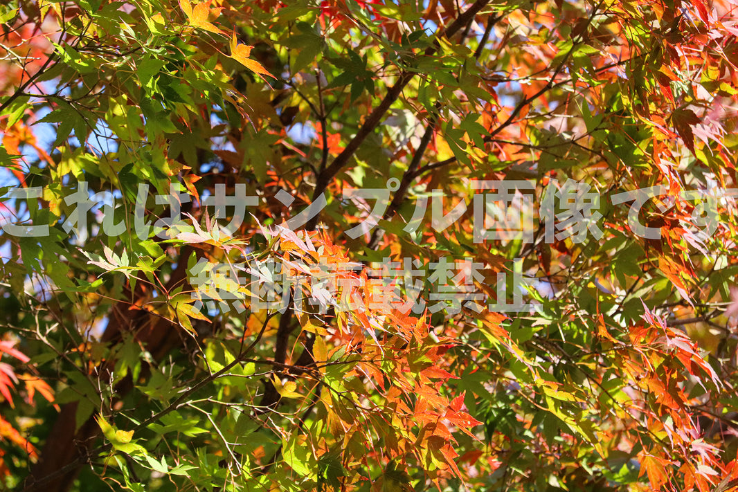 紅葉_16