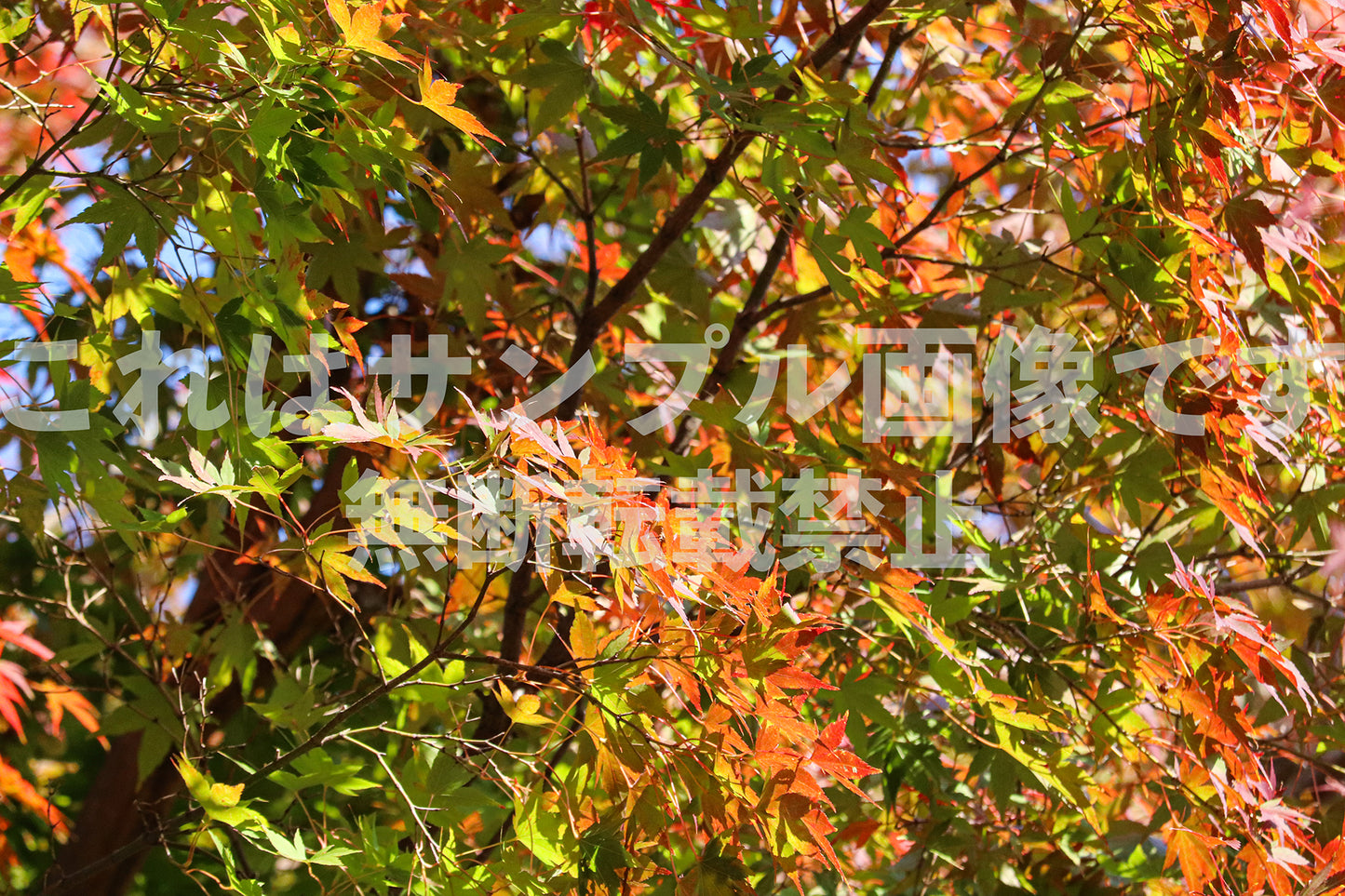 紅葉_16