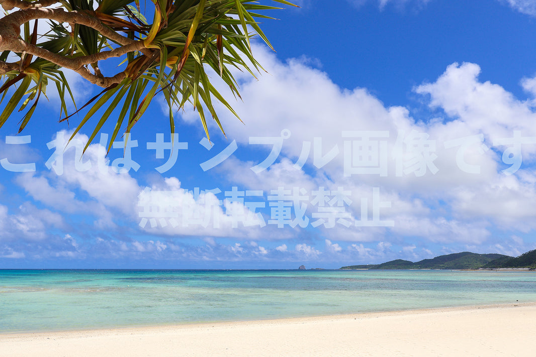 南国の海とアダン_7