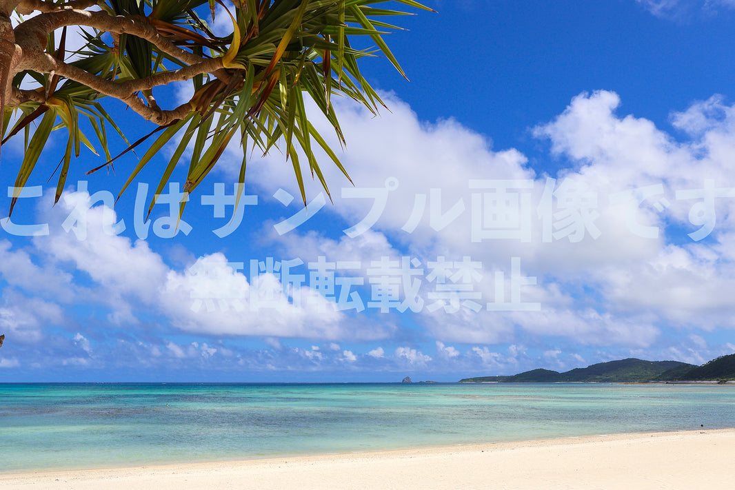 南国の海とアダン_8