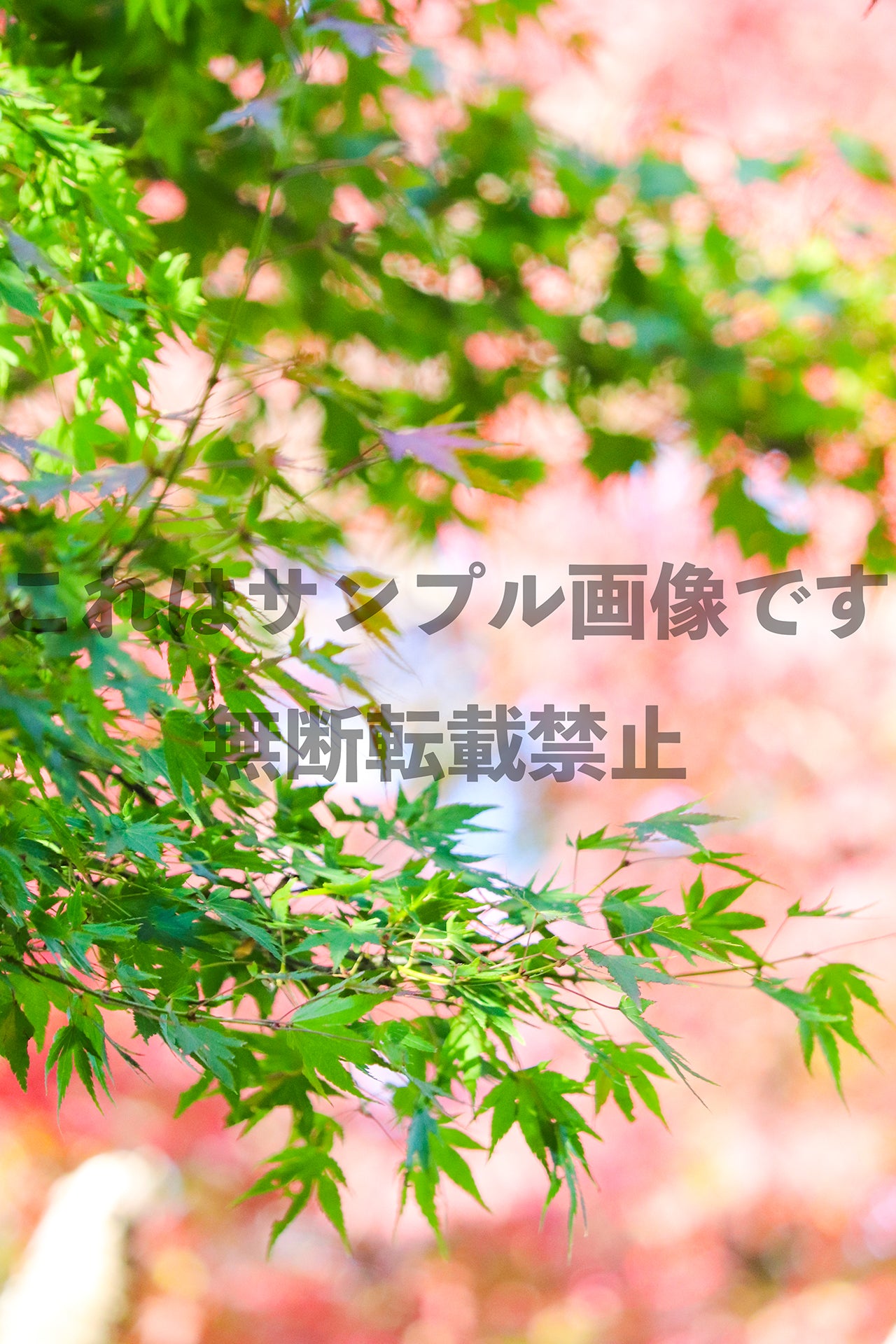 Autumn leaves_5