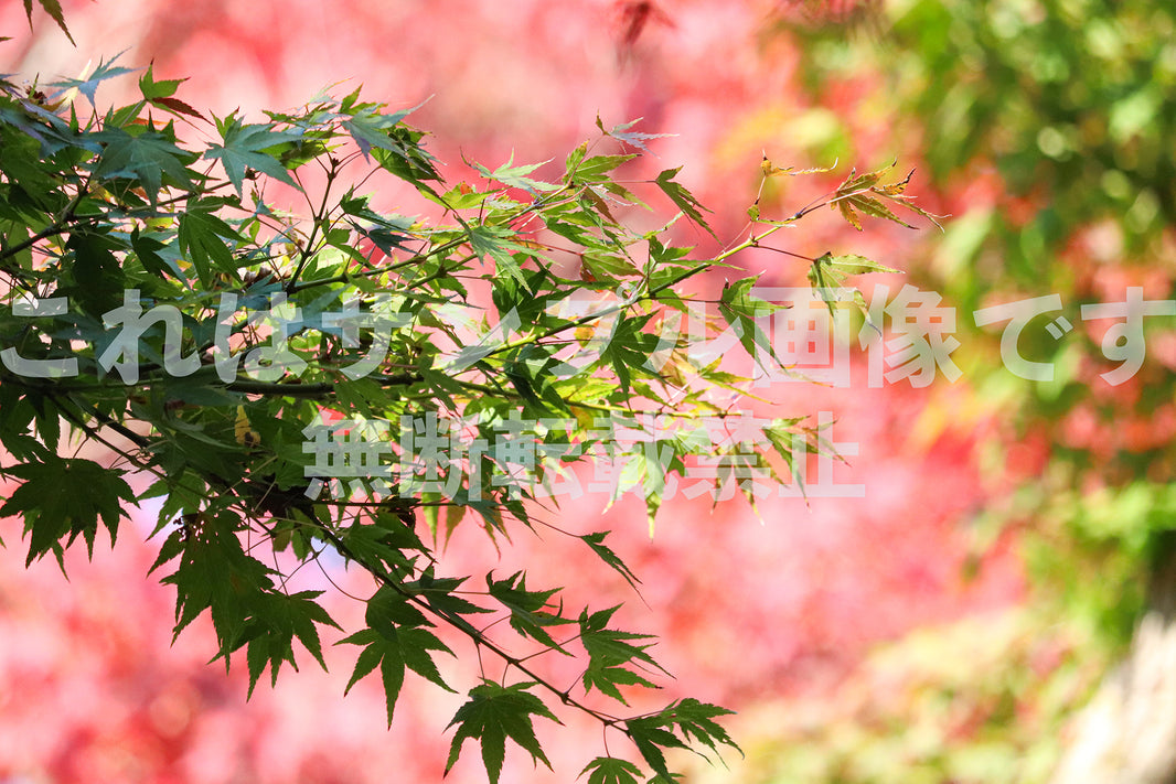 紅葉_18
