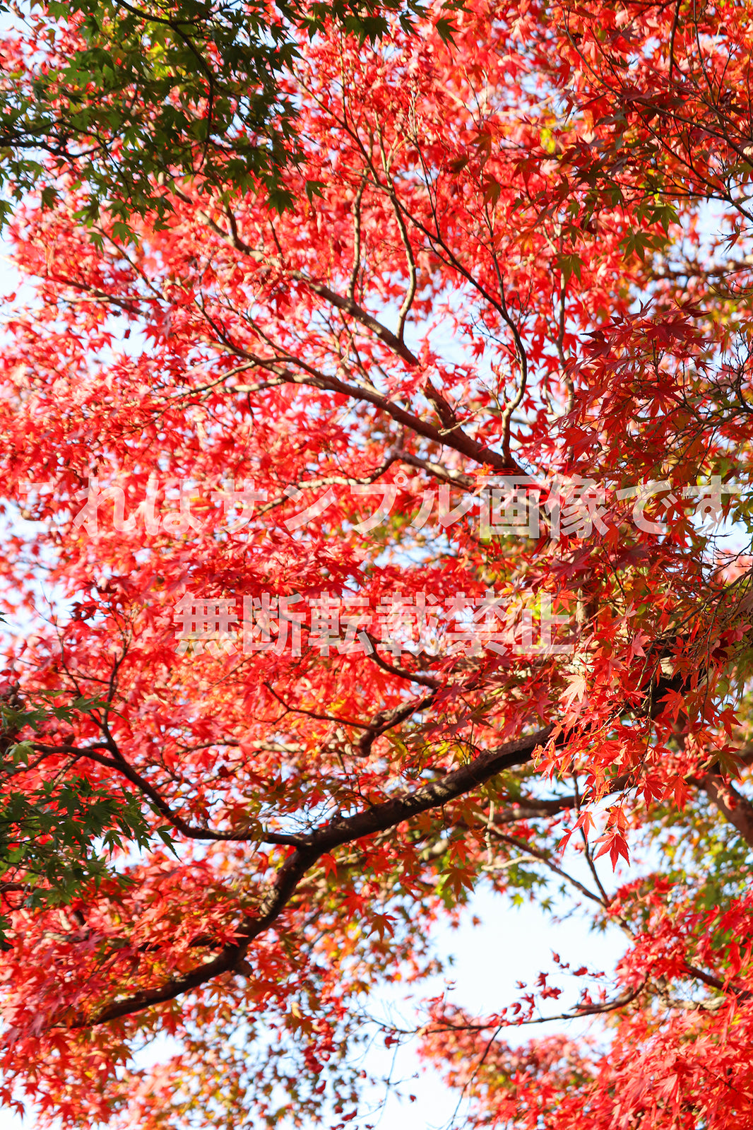 紅葉_19