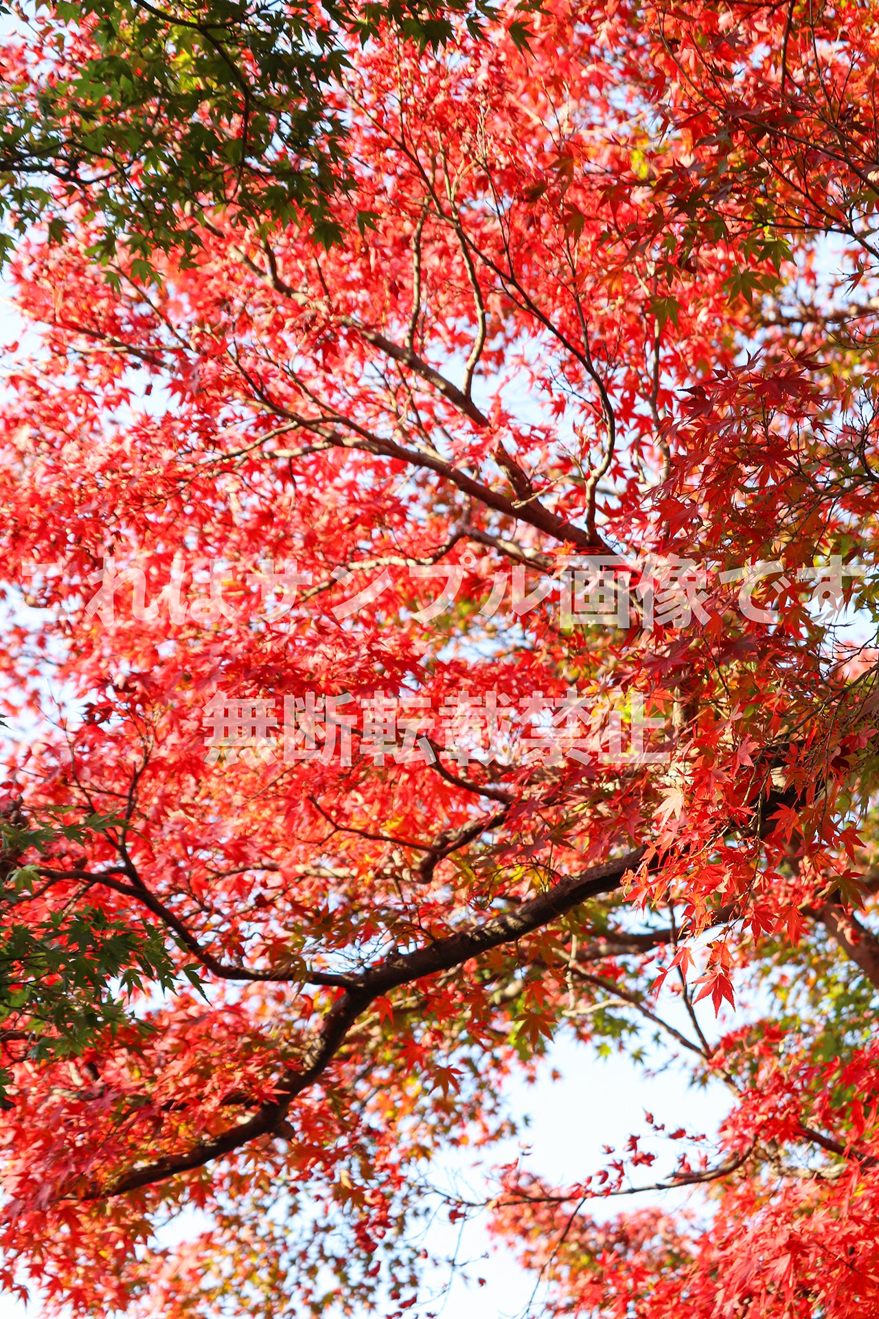 紅葉_19