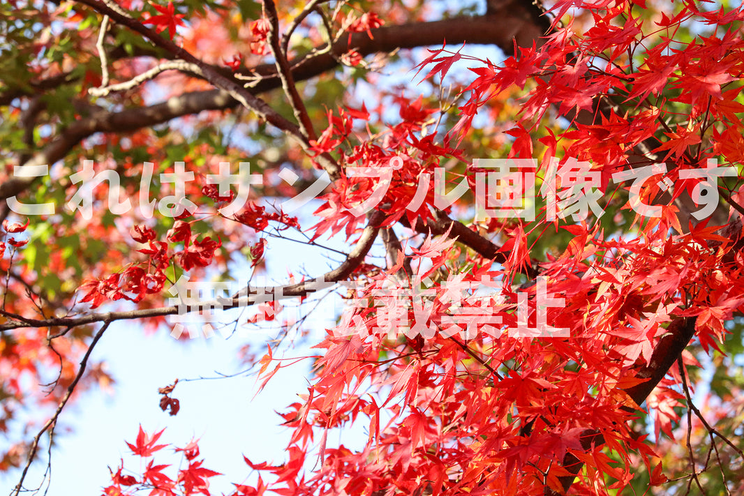 紅葉_20