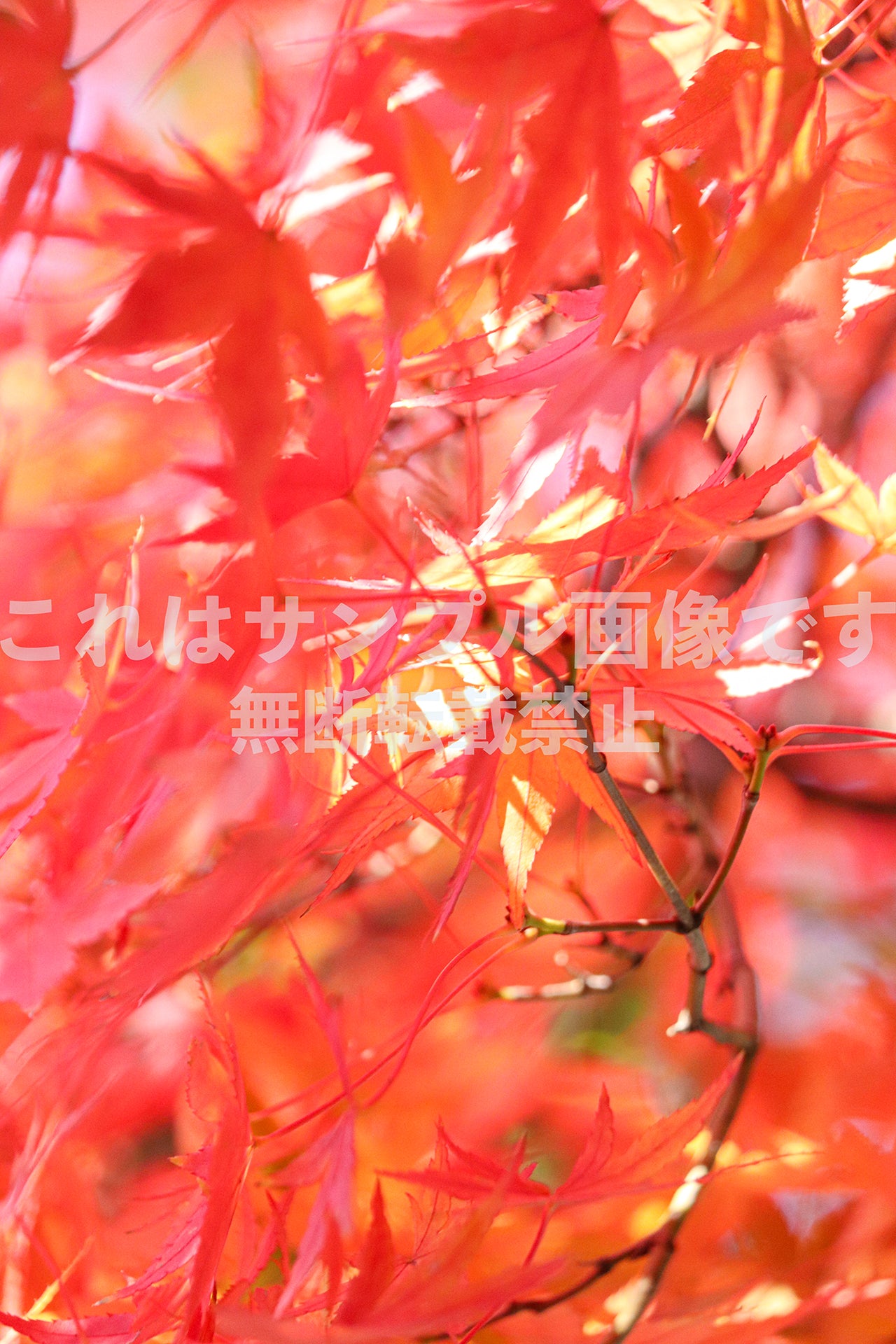 紅葉_21