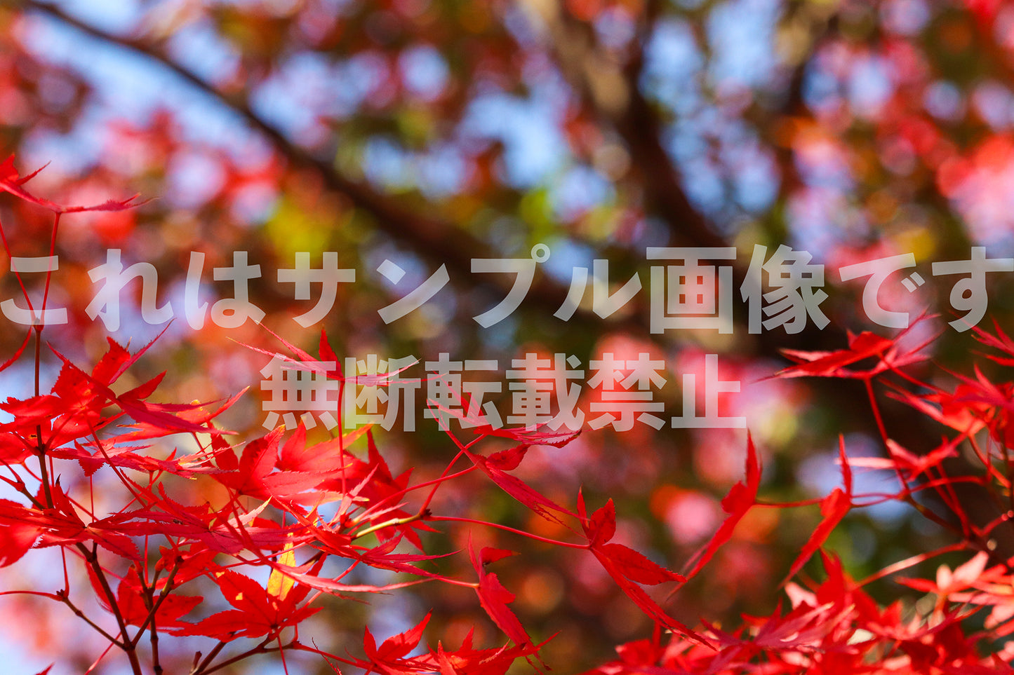 紅葉_23