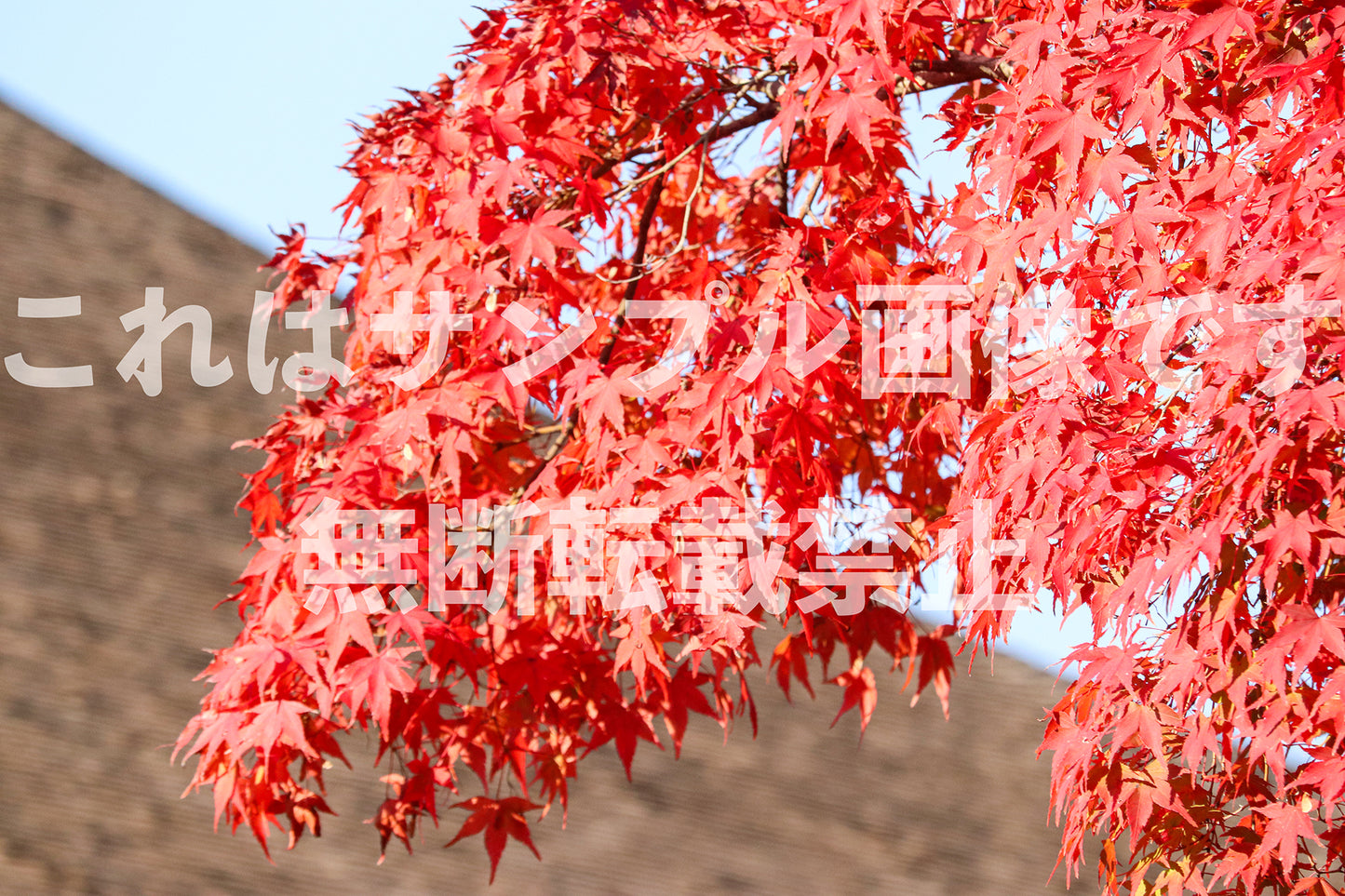 紅葉_25