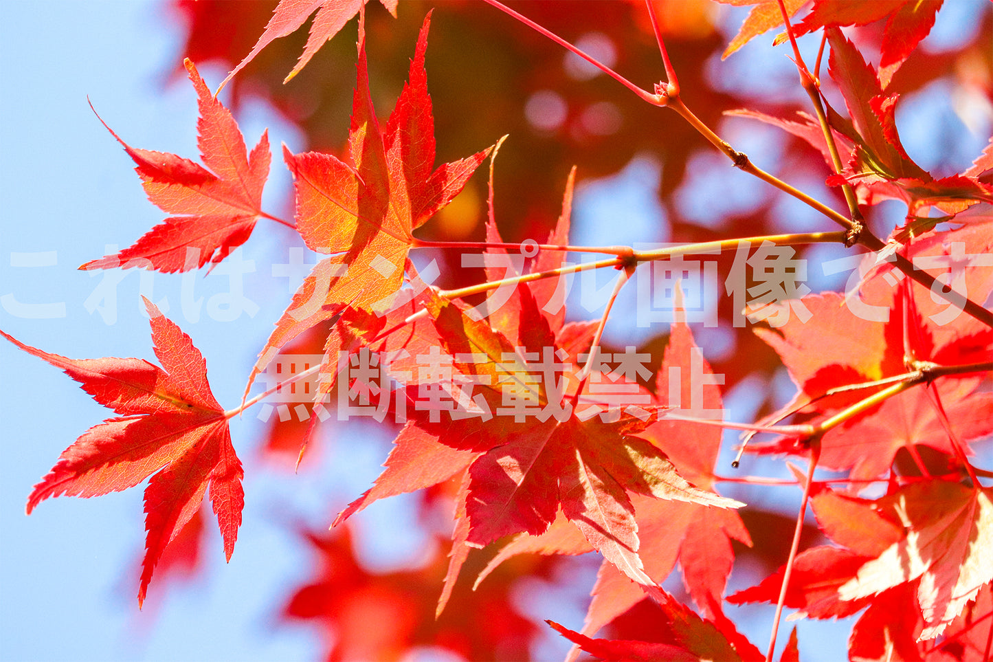 紅葉_26
