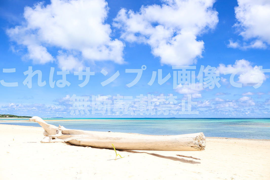 流木_1