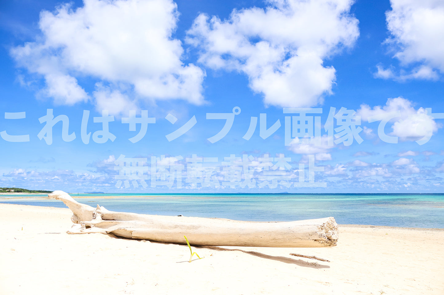 流木_1
