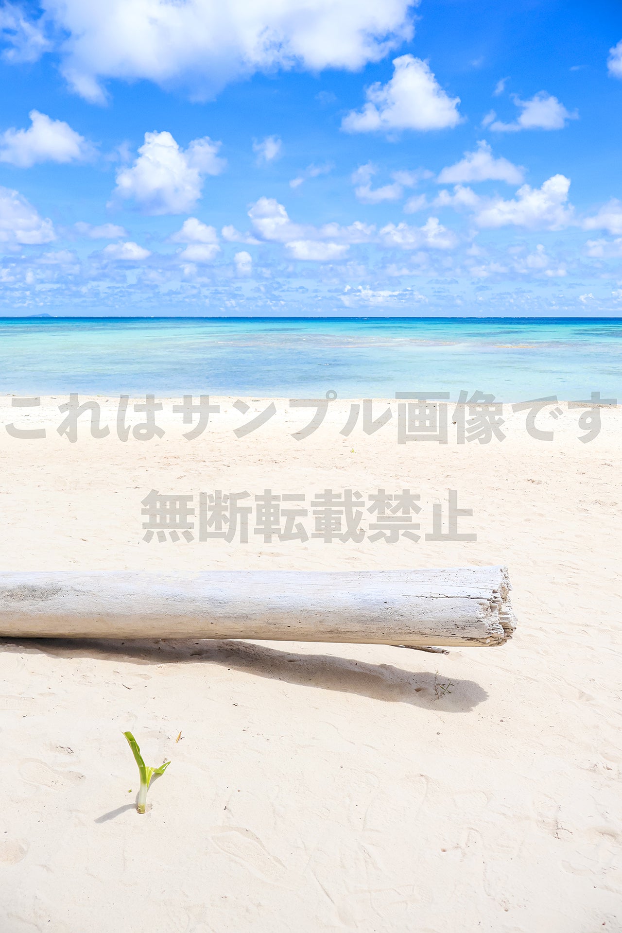 流木_2
