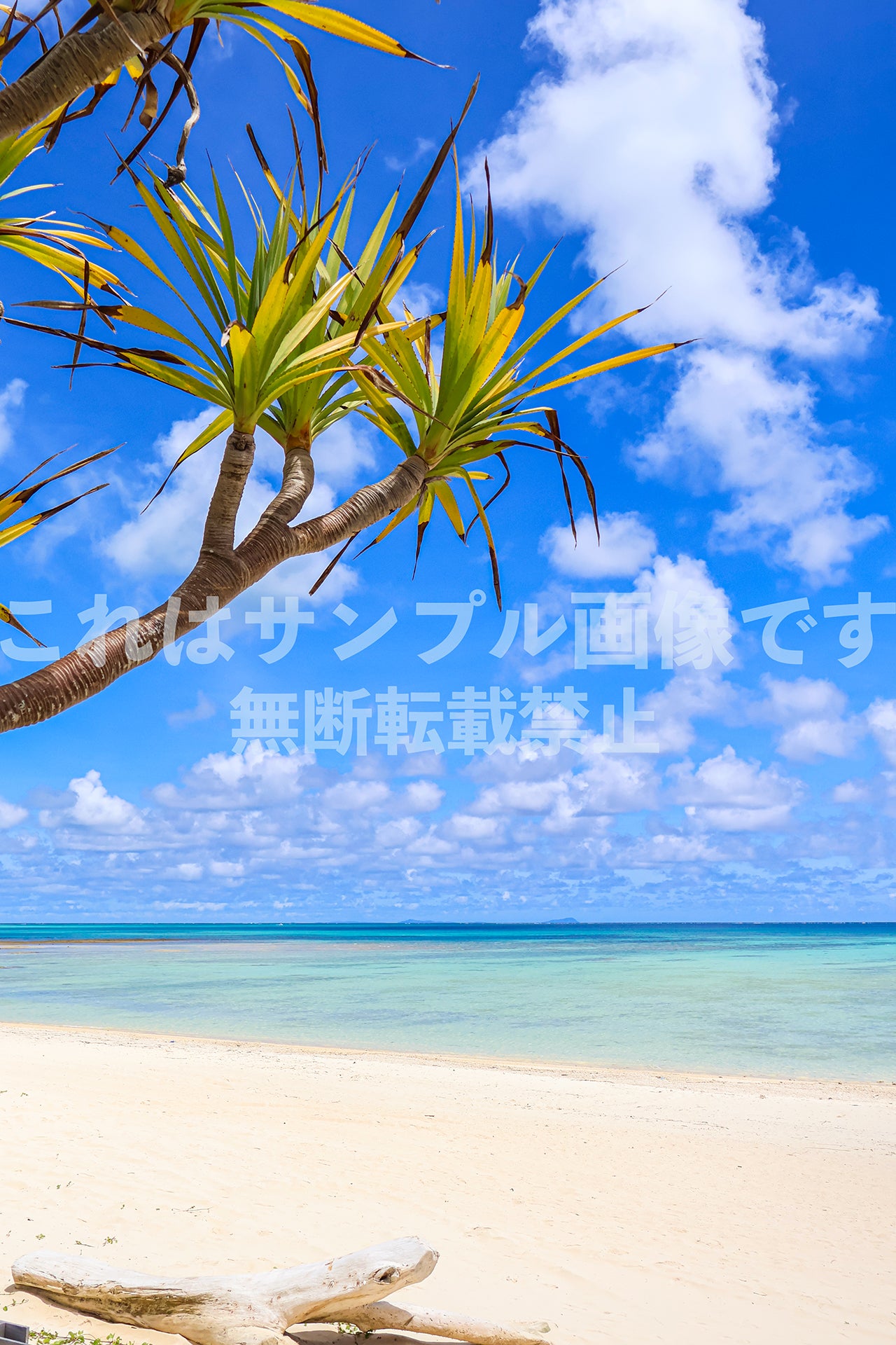 南国の海とアダン_11