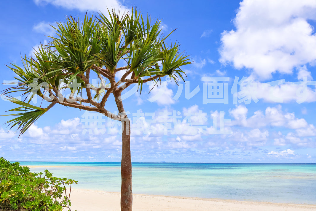 南国の海とアダン_2