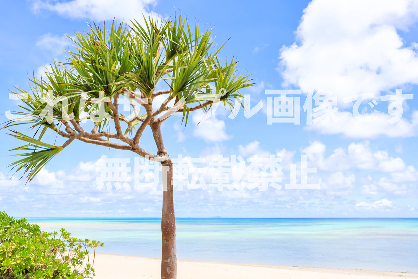 南国の海とアダン_14