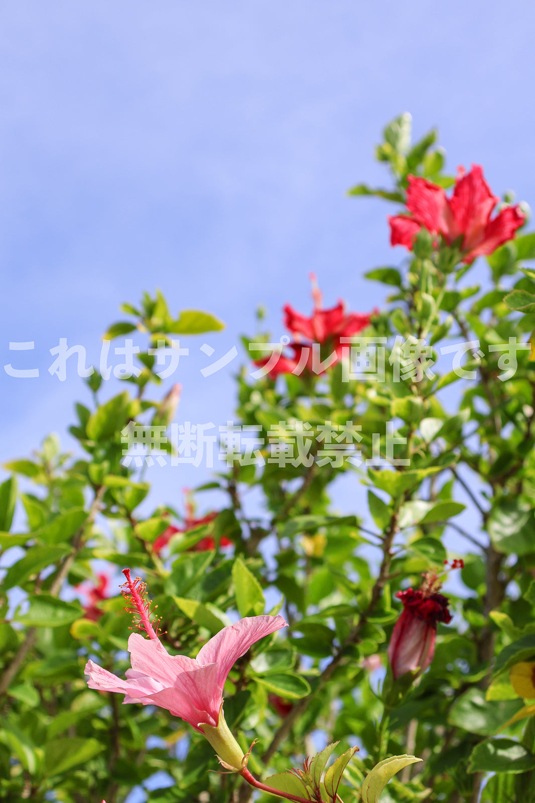 赤い花_1