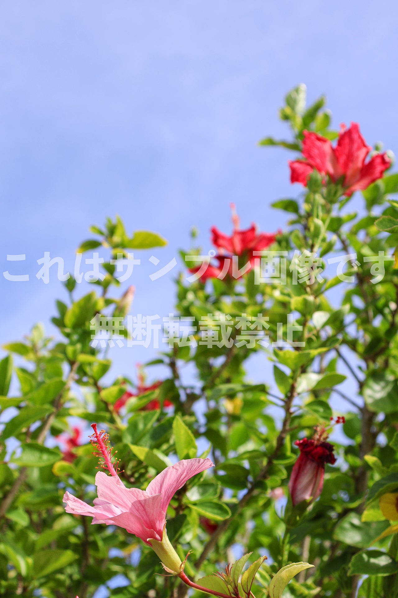 赤い花_1